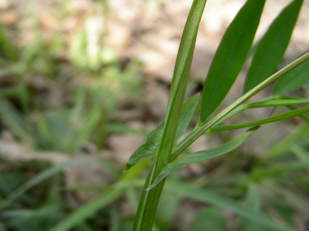 Lathyrus linifolius / Cicerchia a foglie di lino